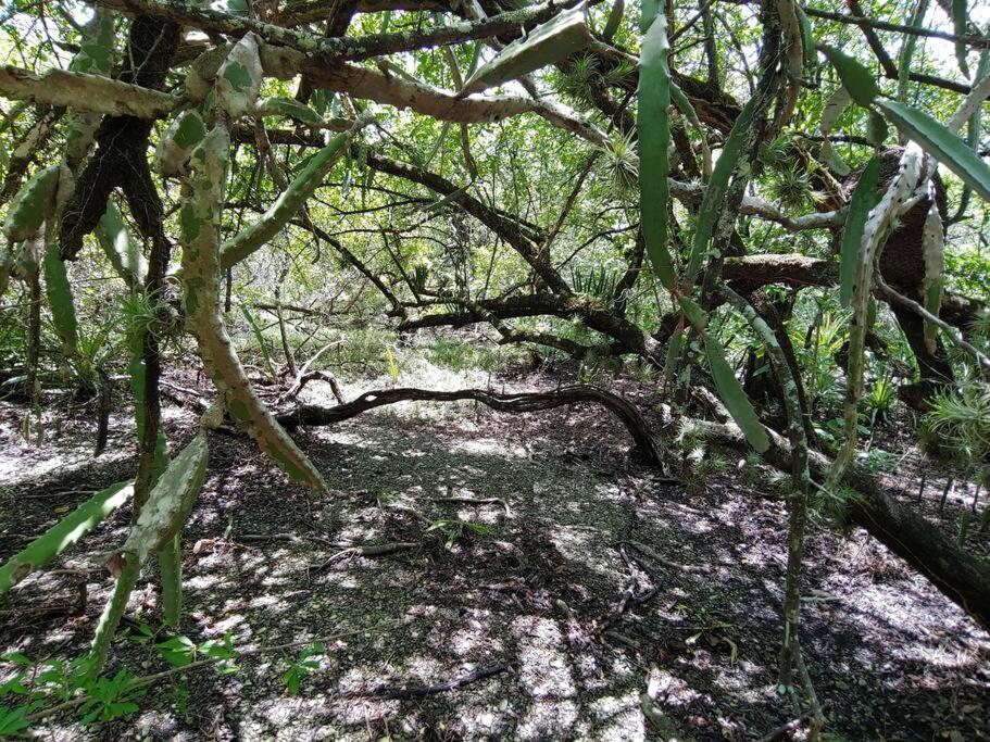 Magica Cabana En Medio Del Bosque En Isla Venado Villa Lepanto Exteriör bild